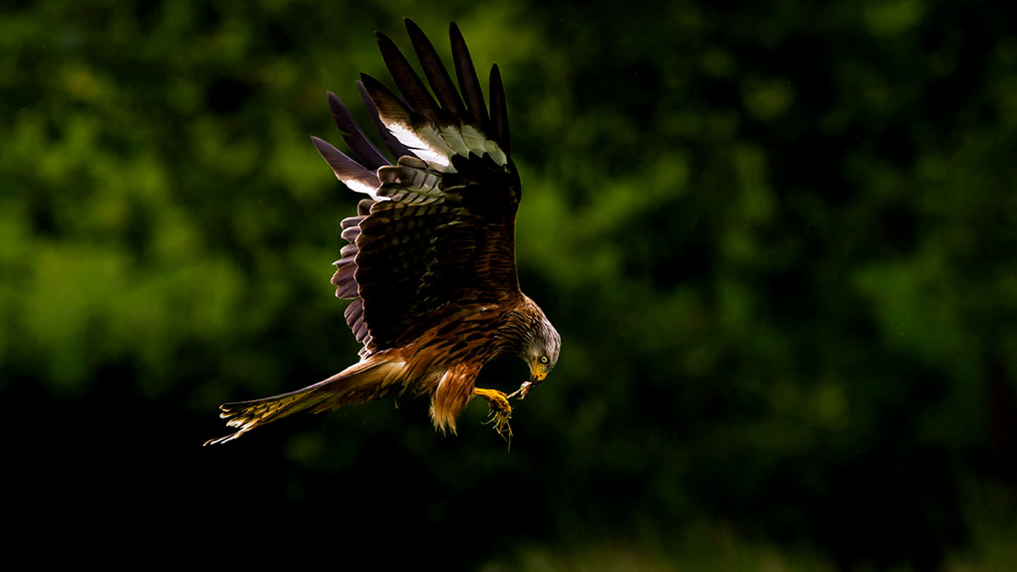 Red Kite (Milvus milvus) British Birds Woodland Trust