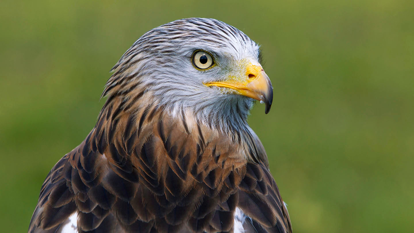 Red Kite (Milvus milvus) British Birds Woodland Trust