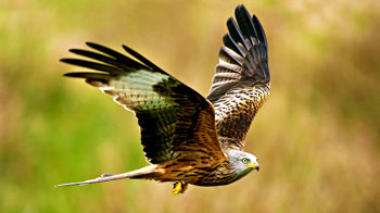 Red kite flying close up