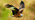 Red kite flying close up