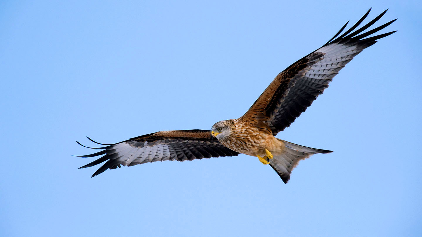 Red Kite (Milvus milvus) British Birds Woodland Trust
