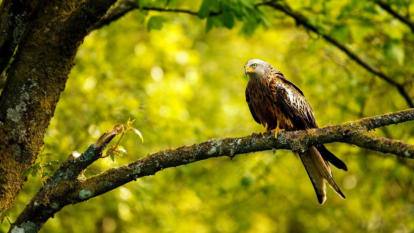 Red Kite (Milvus milvus) British Birds Woodland Trust
