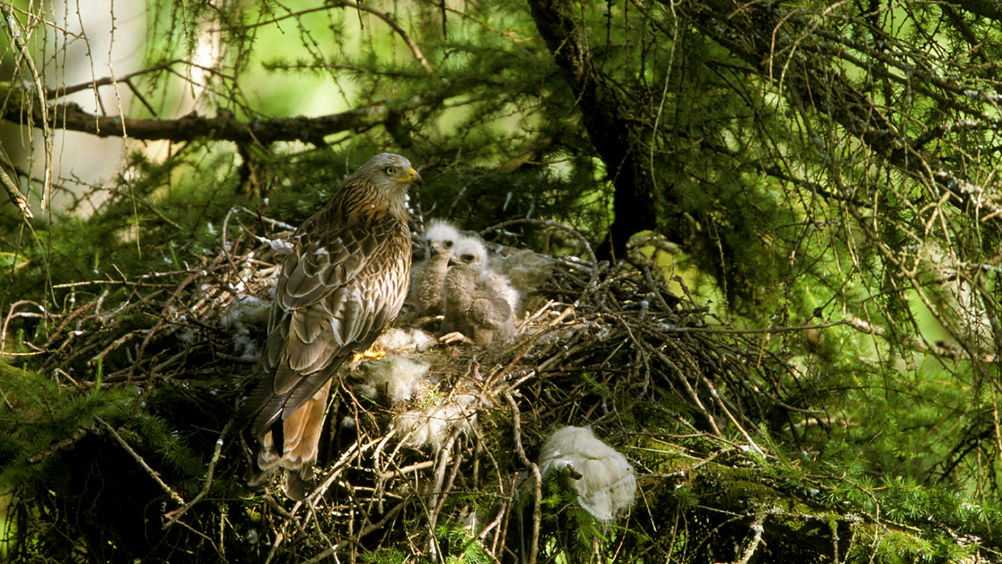 Red Kite (Milvus milvus) British Birds Woodland Trust