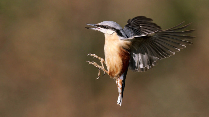 Nuthatch in flight preparing to land