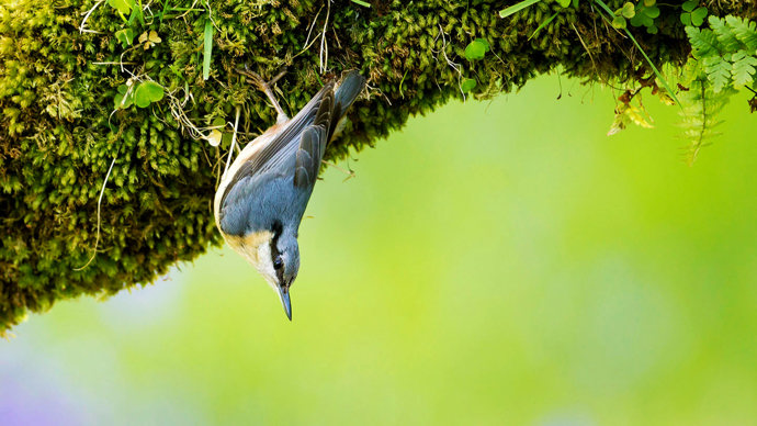 Nuthatch hanging on mossy branch