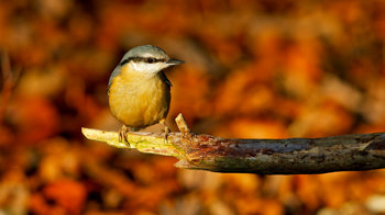 Nuthatch on broken branch