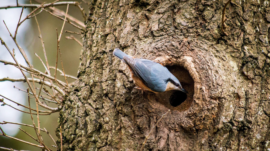 Nuthatch over nest hole