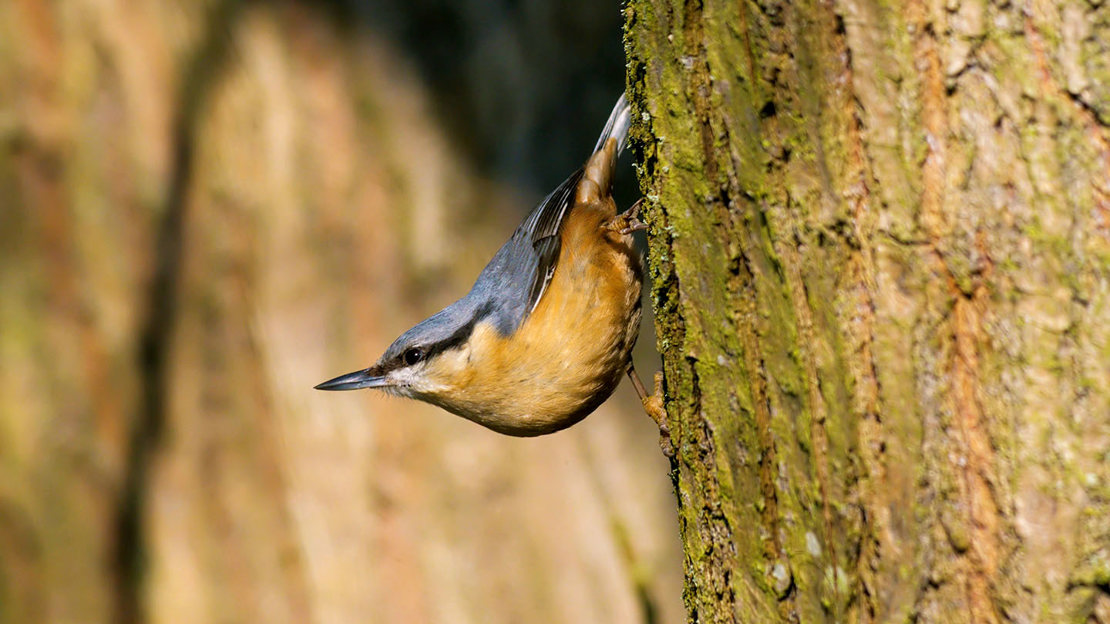 Nuthatch climbing down tree