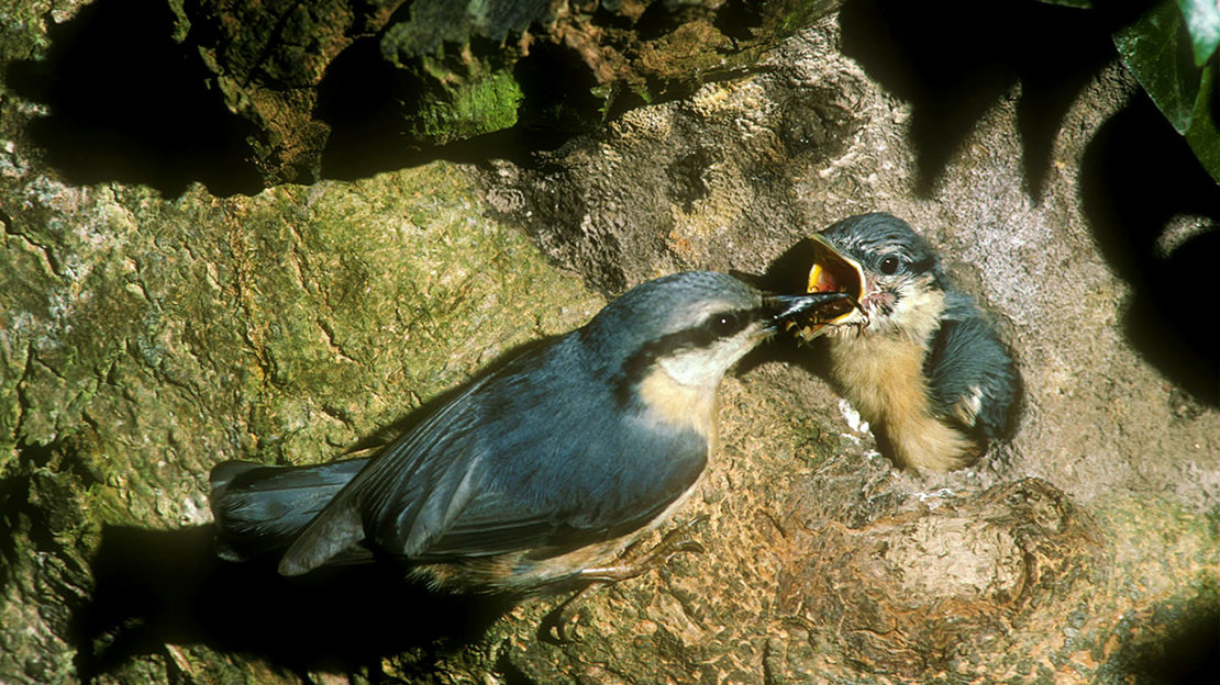 Nuthatch feeding young