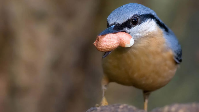 Nuthatch close up eating nuts