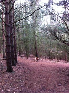 rushmere-country-park-woodland-trust