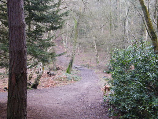 rushmere-country-park-woodland-trust