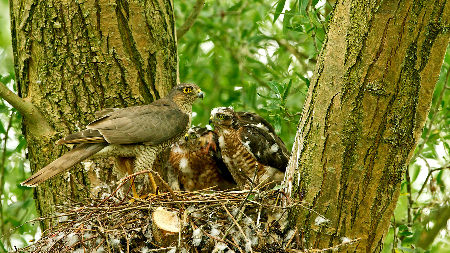 Sparrowhawk (Accipiter nisus) British Birds Woodland Trust
