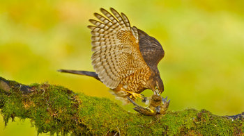 Sparrowhawk eating prey