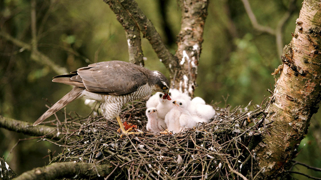 Sparrowhawk female feeding chicks in nest