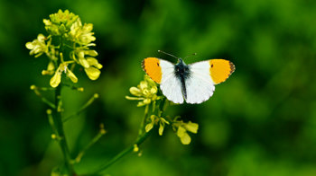 Orange-tip overwing showing its orange tips Orange-tip overwing showing its orange tips