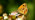 Gatekeeper underwing