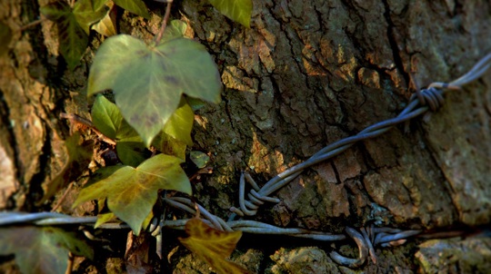 Close up of barbed wire wrapped tightly around a tree trunk