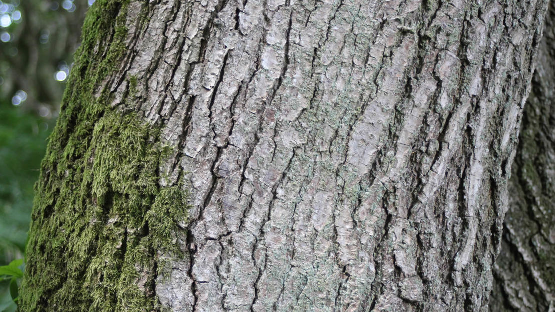 Oak trees and wildlife - Woodland Trust