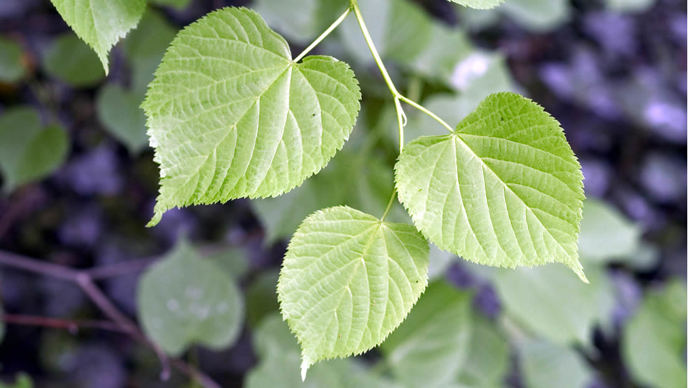 Lime leave are simple