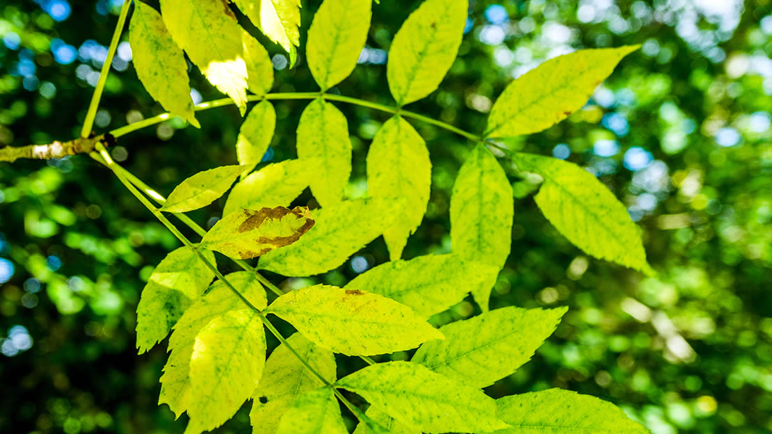 English Tree Identification Chart