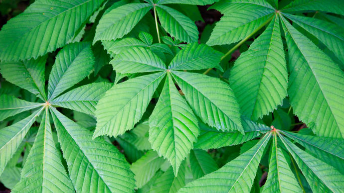 Horse chestnut leaves
