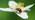 7-spot ladybird on wood anemone