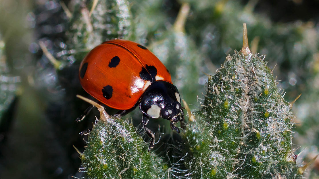 7-spot ladybird