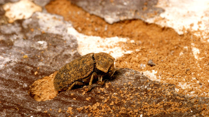 Deathwatch beetle leaving exit hole