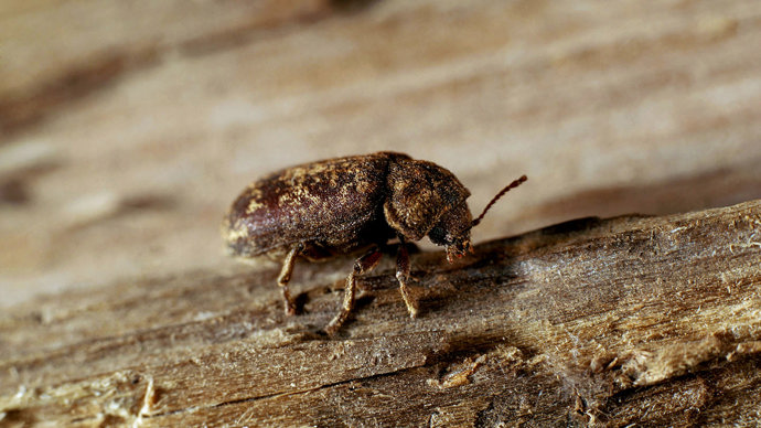 Deathwatch beetle on wood