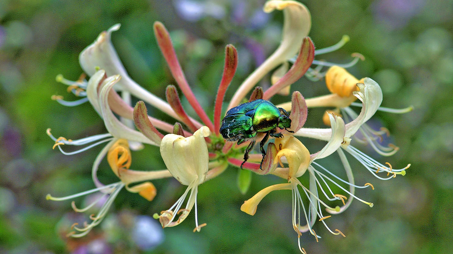 Rose Chafer (Cetonia aurata) British Beetles Woodland Trust