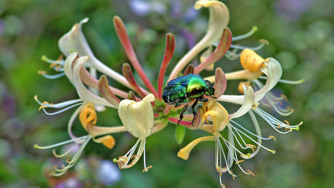 Rose chafer beetle resting on honeysuckle