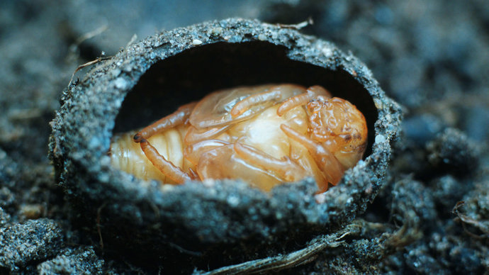 Rose chafer pupae