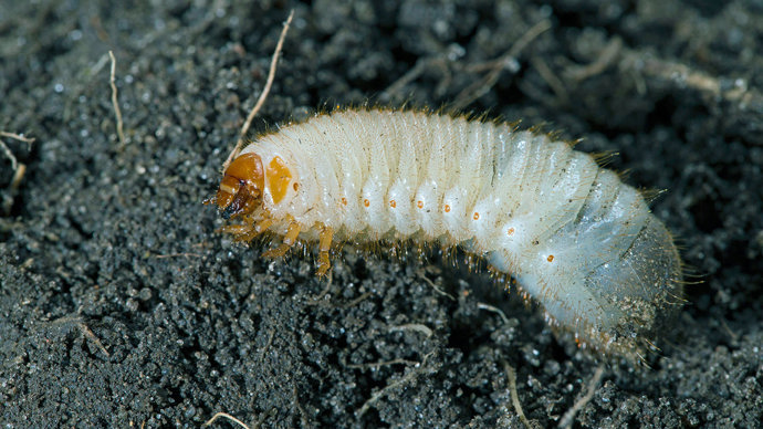 Rose chafer grub on soil