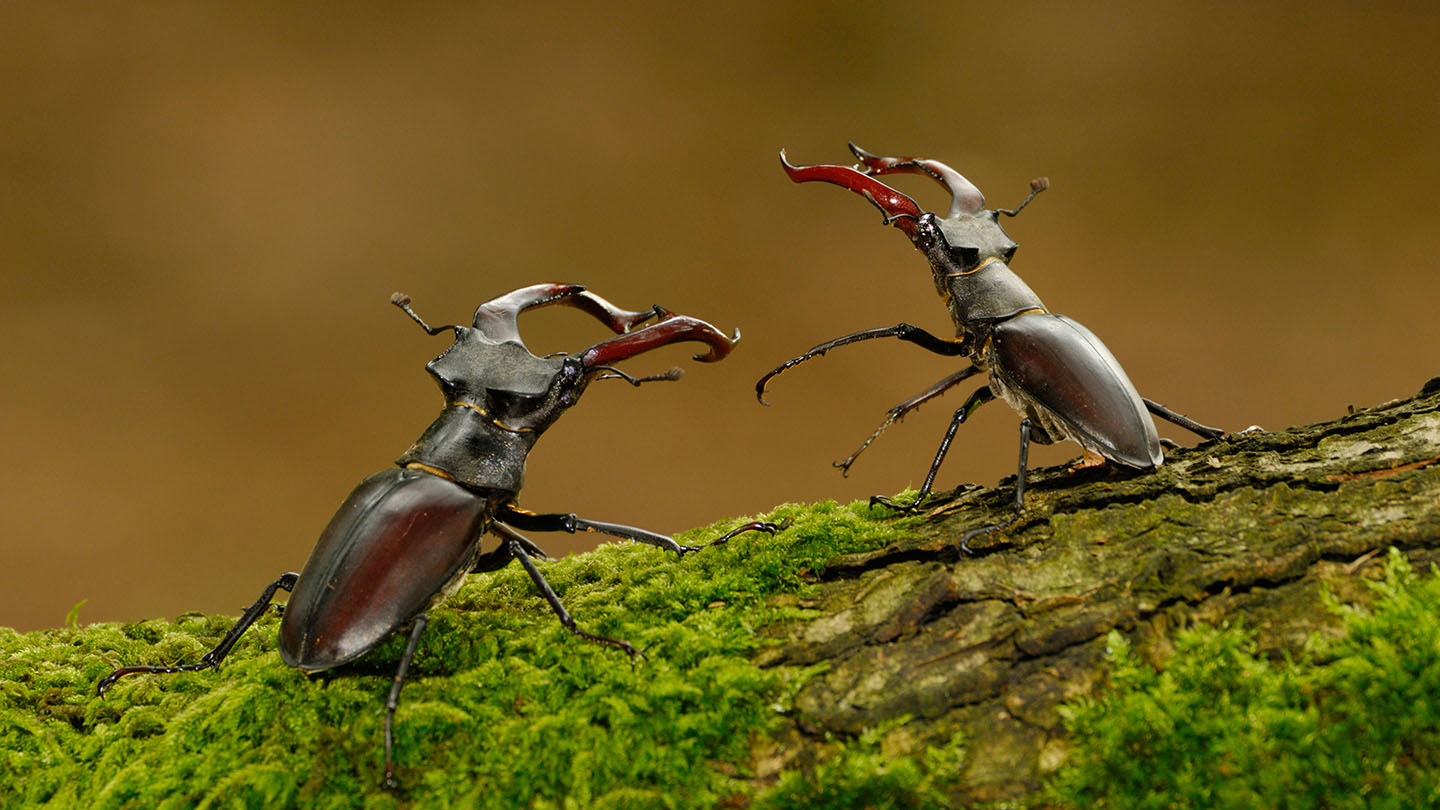 Stag Beetle (Lucanus cervus) British Beetles Woodland Trust