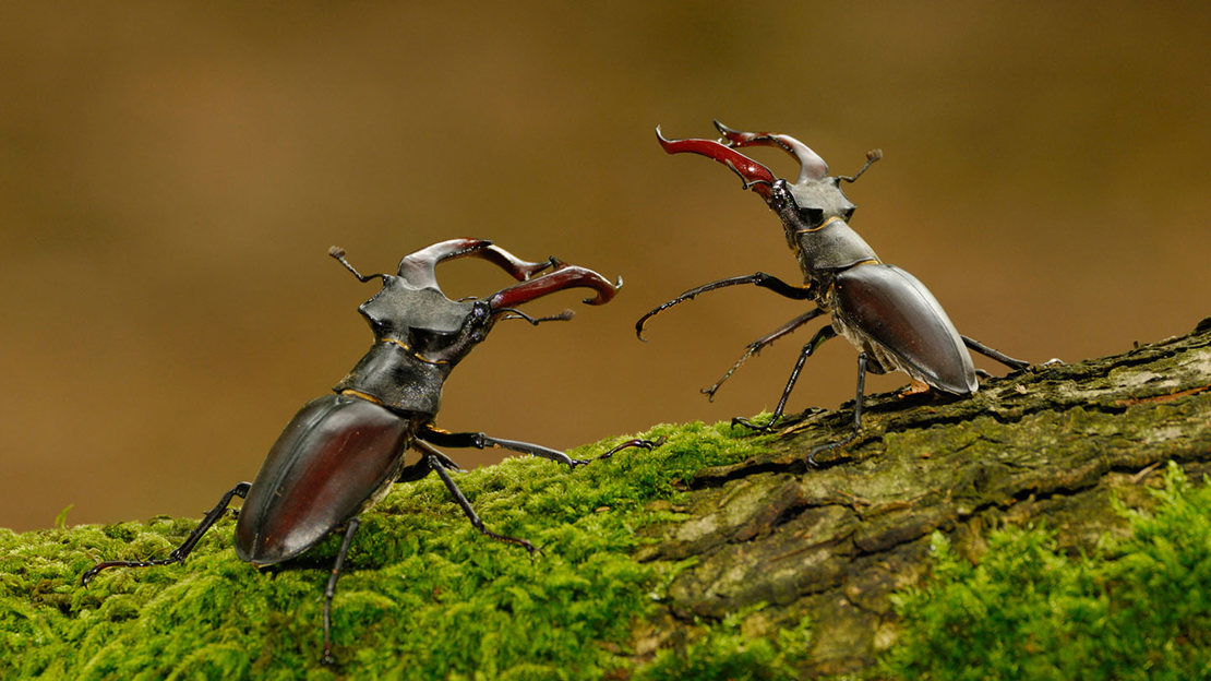 Two stag beetles fighting