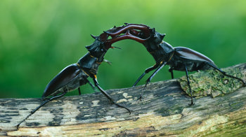 Stag beetles fighting  Stag beetles fighting