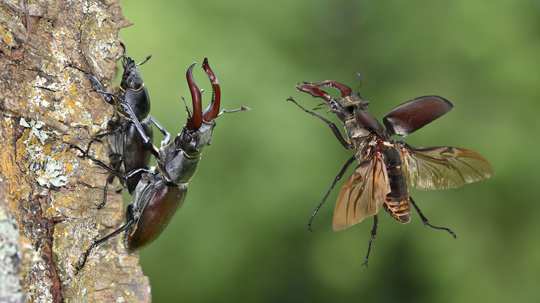 Stag beetles mating pair and rival