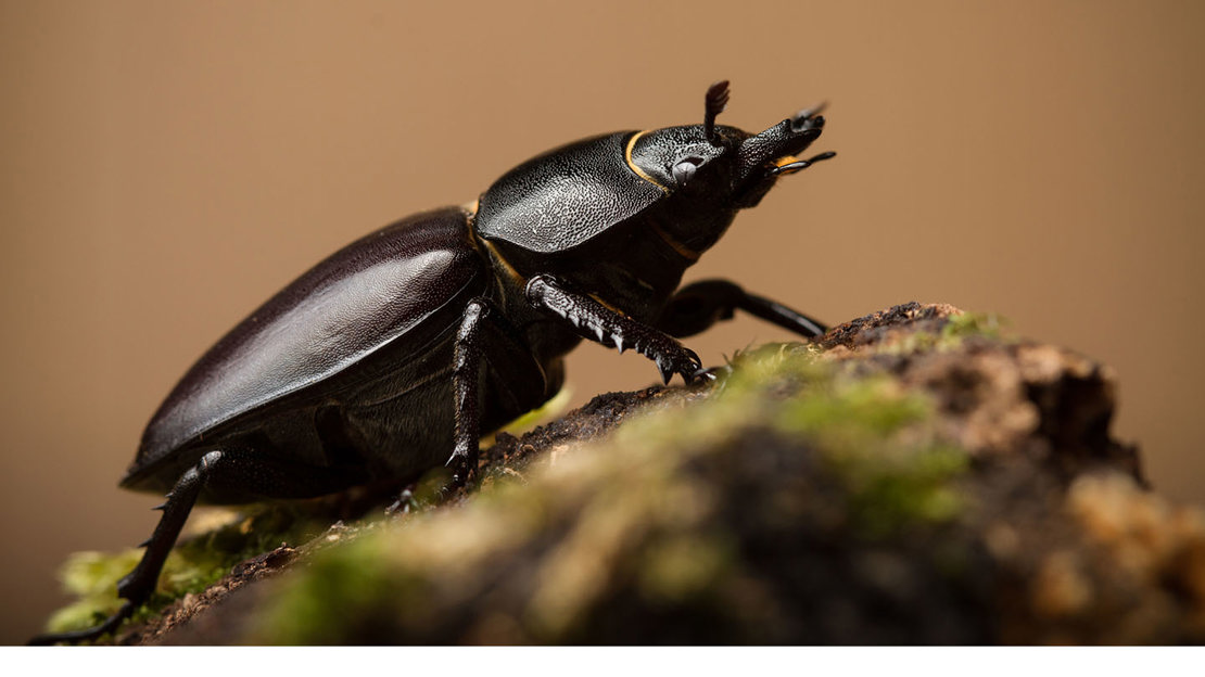 Stag beetle female close up