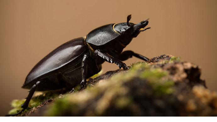 Stag beetle female close up