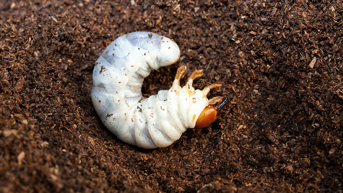 Stag beetle larva on soil