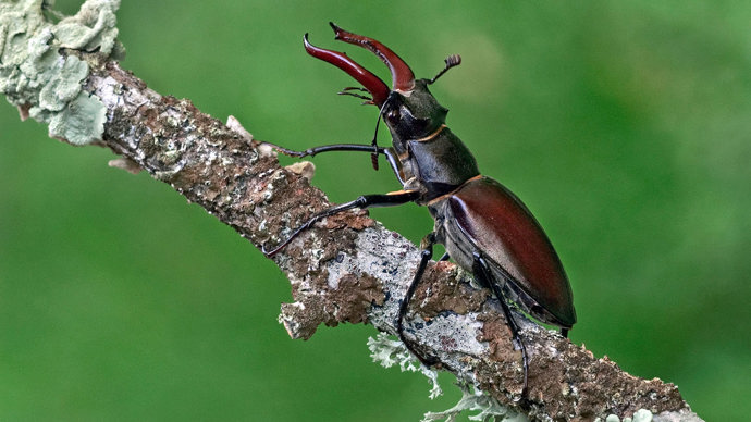 Stag beetle male on licheny branch
