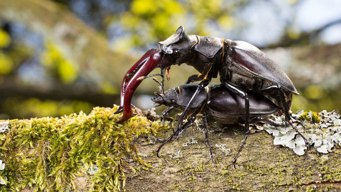 Stag beetle pair mating on branch with moss