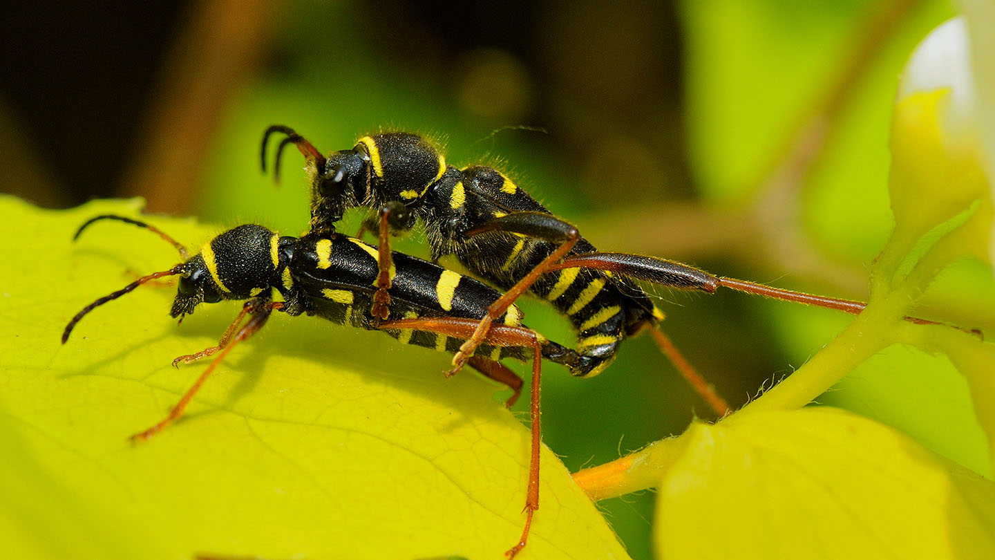 Wasp Beetle (Clytus arietis) British Beetles Woodland Trust