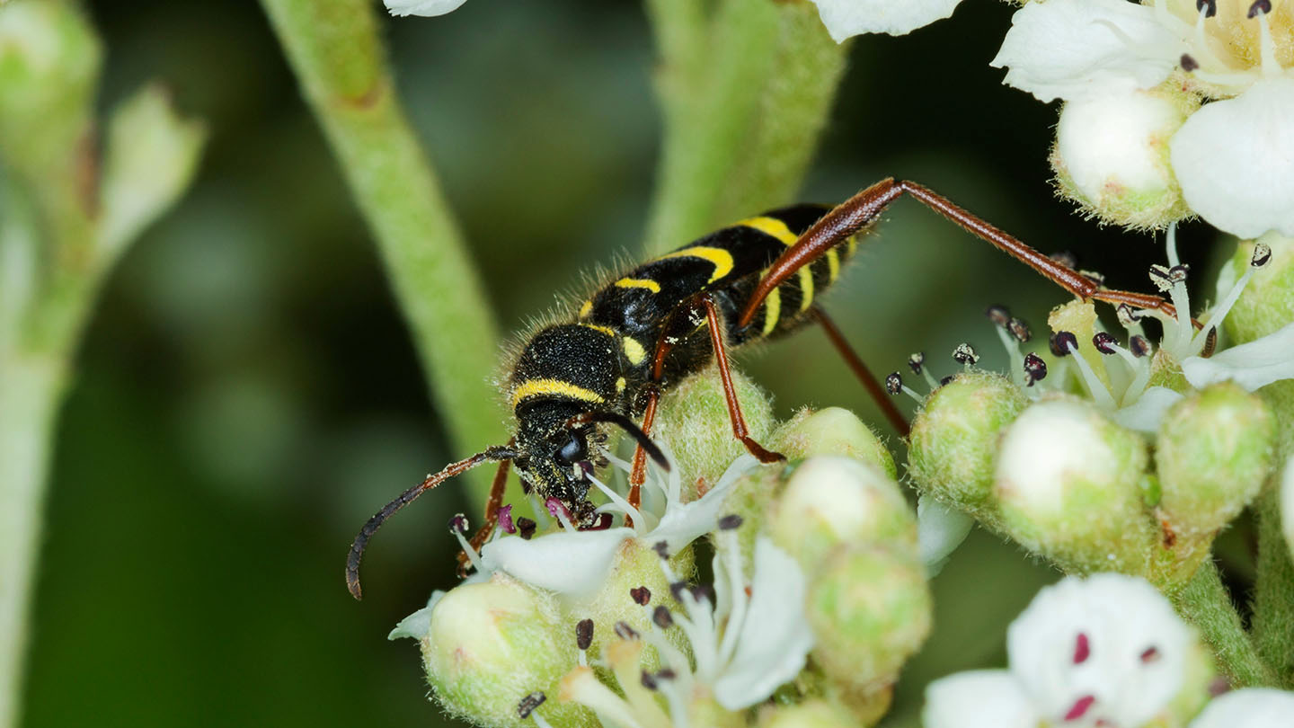Wasp Beetle (Clytus arietis) British Beetles Woodland Trust