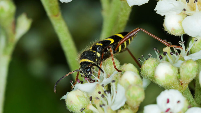 Wasp beetle collecting nectar from blossom