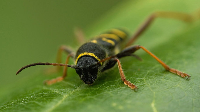 Wasp beetle on leaf close up macro