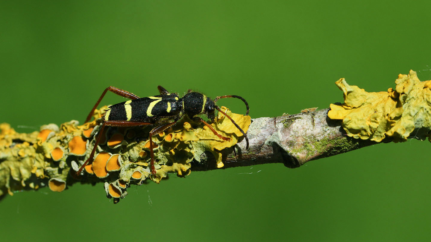 Wasp Beetle (Clytus arietis) British Beetles Woodland Trust