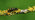 Wasp beetle on a branch