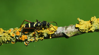 Wasp beetle on a branch Wasp beetle on a branch